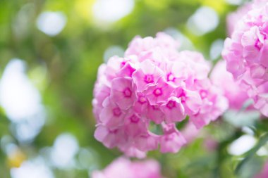 Narin feniks çiçekleri. Çiçekli bahçe fenomeni, çok yıllık ya da güneşli bir günde bahçede yaz fenomeni..