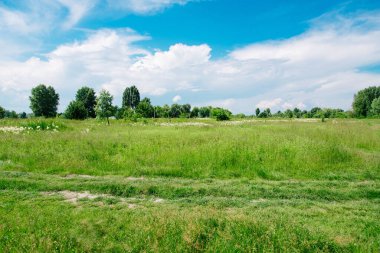 Meadowsweet veya Labaznik (lat. Filipndula (Filipndula), Rosaceae familyasından bir bitki türü. Güneşli bir yaz gününde çayır.