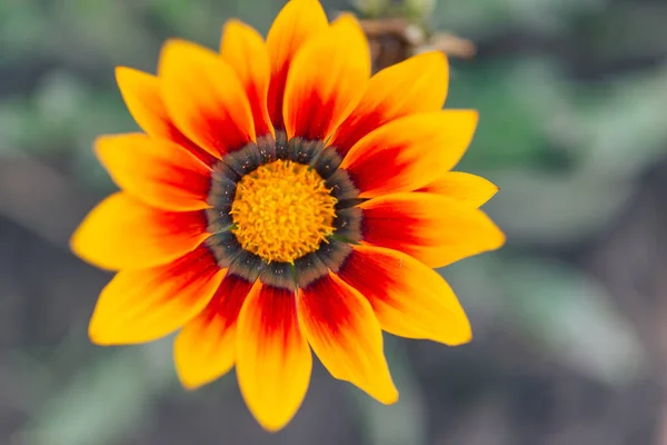 Foto Ravvicinata Bel Giardino Gazania Fiore Gazania Linearis — Foto Stock