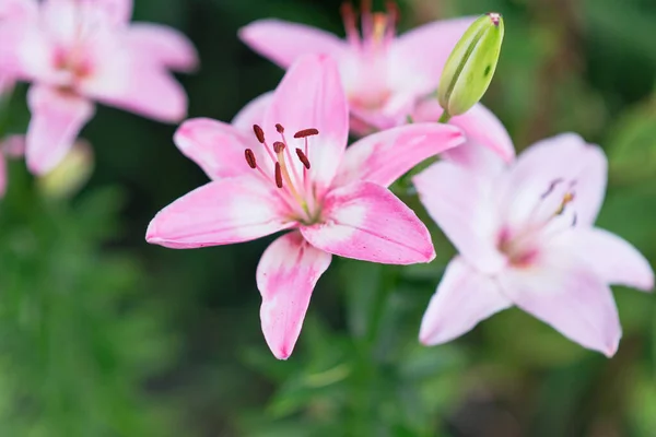 Bela Flor Lírio Fundo Folhas Verdes Lily Flores Jardim Primavera — Fotografia de Stock