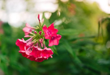 Bahçe fenomeni (Phlox paniculata). Güneşli bir günde bahçede çiçek açan fenomen dalları. Yumuşak bulanık seçici odak. Bahar çiçeği arkaplanı.