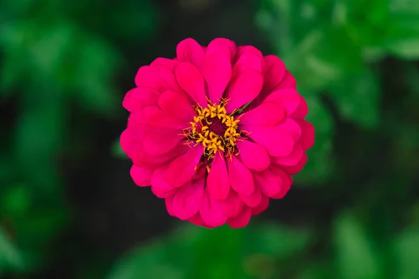 Beautiful Pink Zinnia Flower Close Selective Focus Background Texture Zinnia — Stock Photo, Image