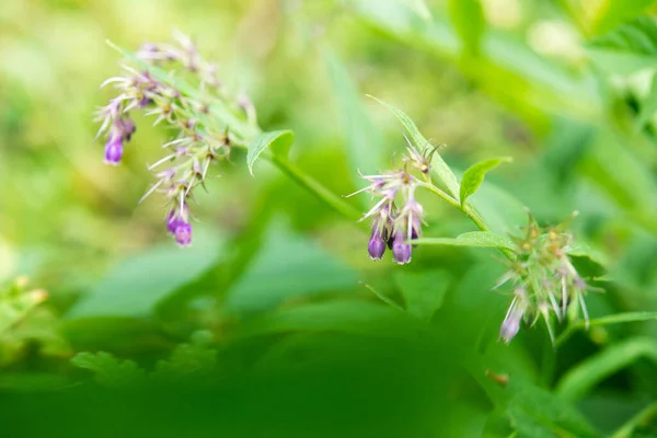 Små Lila Blommor Trädgården — Stockfoto