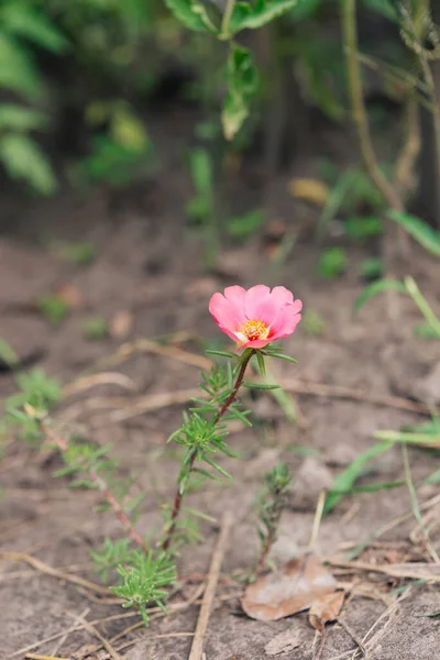 Purslane Rosa Planta Com Uma Flor Delicada Crescendo Jardim — Fotografia de Stock