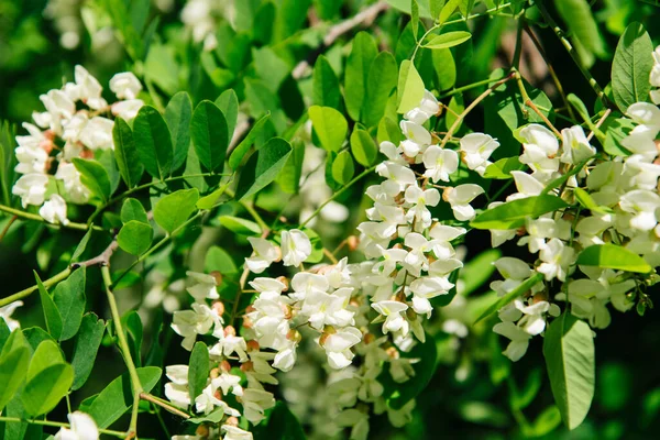 Drzewo Akacjowe Kwitnie Wiosną Acacia Kwiaty Oddział Zielonym Tle — Zdjęcie stockowe