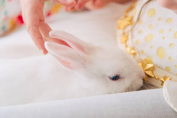 Schattig Wit Konijntje Klein Konijntje Liegt — Stockfoto