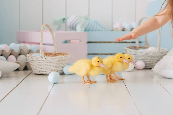 Malá Žlutá Kuřátka Lehké Dřevěné Podlaze Utíkat Hrát Velikonoční Vajíčka — Stock fotografie