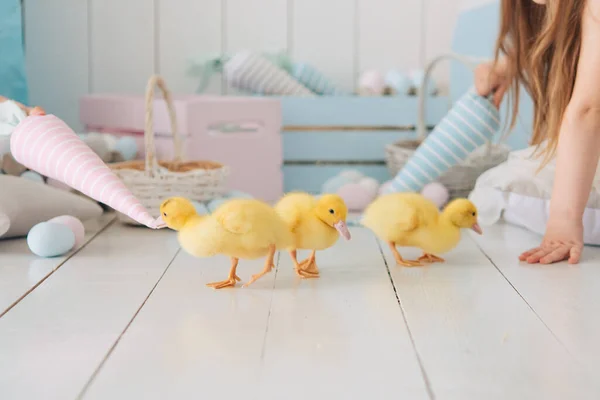 Kleine Gele Kippen Een Lichte Houten Vloer Rennen Spelen Paaseieren — Stockfoto