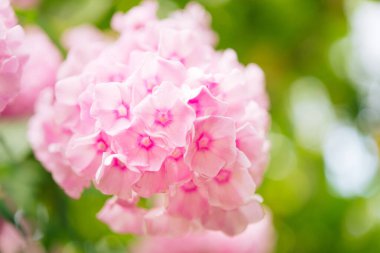 Narin feniks çiçekleri. Çiçekli bahçe fenomeni, çok yıllık ya da güneşli bir günde bahçede yaz fenomeni..