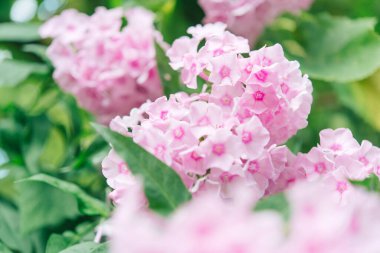 Narin feniks çiçekleri. Çiçekli bahçe fenomeni, çok yıllık ya da güneşli bir günde bahçede yaz fenomeni..