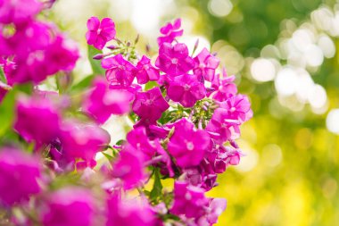 Bahçe fenomeni (Phlox paniculata), parlak yaz çiçekleri. Güneşli bir günde bahçede çiçek açan fenomen dalları. Yumuşak bulanık seçici odak.