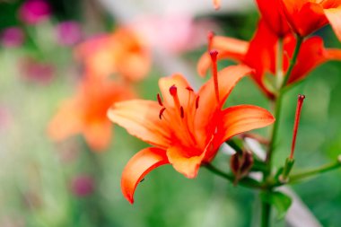 Yeşil yapraklardan oluşan bir arka planda güzel zambak çiçeği. Bahçedeki Lily çiçekleri. Bahar çiçeği arkaplanı.