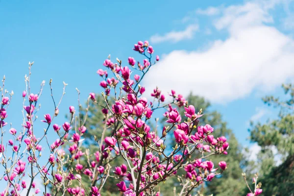 Bela Floração Dia Ensolarado Árvore Florida Belo Ramo Florido Magnólia — Fotografia de Stock