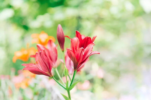 Schöne Lilienblüte Auf Einem Hintergrund Aus Grünen Blättern Lilienblüten Garten — Stockfoto