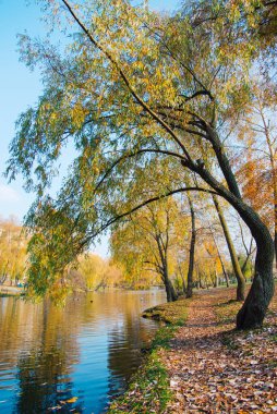 Altın sonbahar ağaçları. Güneşli havalarda kanalda düşen yaprakların yolu. Nehir boyunca güzel renkli ağaçlar.