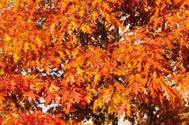 Sonbahar yaprakları güneşli bir arka plan üzerinde. Arka plan.