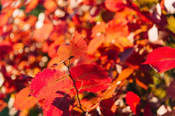 Осенние Листья Солнечном Фоне Абстрактный Фон — стоковое фото