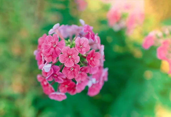 Phlox Jardim Phlox Paniculata Flores Verão Brilhantes Floração Ramos Flox — Fotografia de Stock