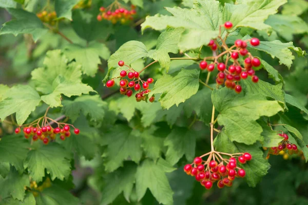 Viburnum Bahçede Böğürtlen Var — Stok fotoğraf