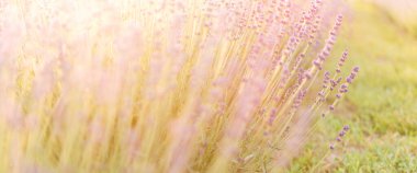 Yaz günbatımının arka planına karşı lavantanın güzel görüntüsü. Çiçek arkaplan. Sığ alan derinliği