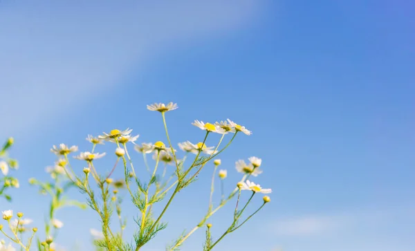 Sommaräng Med Blommande Tusensköna Blommor Liten Kronblad Trädgård Blommor Gräsmatta — Stockfoto