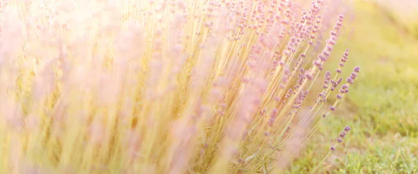 Bella Immagine Lavanda Sullo Sfondo Tramonto Estivo Sfondo Floreale Profondità — Foto Stock