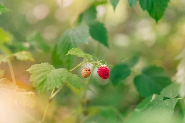 Ripe Raspberries Natural Environment Raspberry Bush Summer — стоковое фото