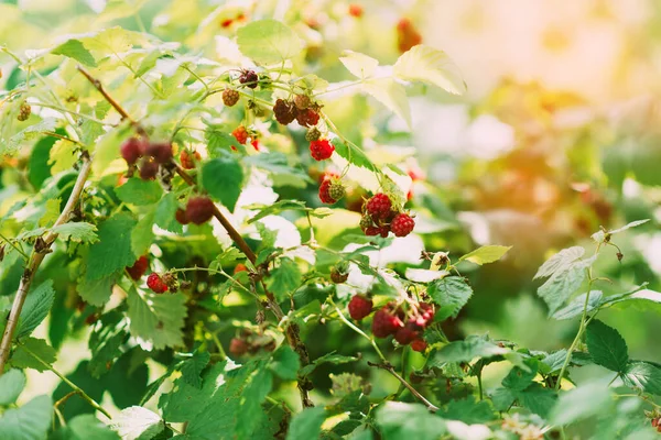 Branch Ripe Blackberries Garden Green Background Early Early Maturing Variety — ストック写真