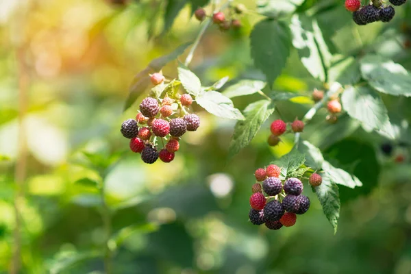 成熟的黑莓枝 在花园的绿色背景上 早熟的品种 — 图库照片