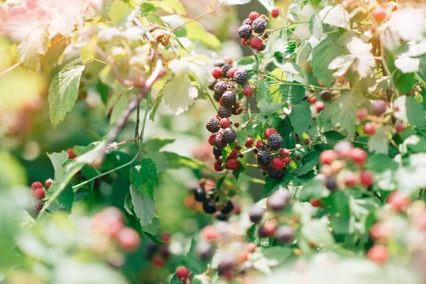 Rama Moras Maduras Jardín Sobre Fondo Verde Variedad Temprana Maduración — Foto de Stock