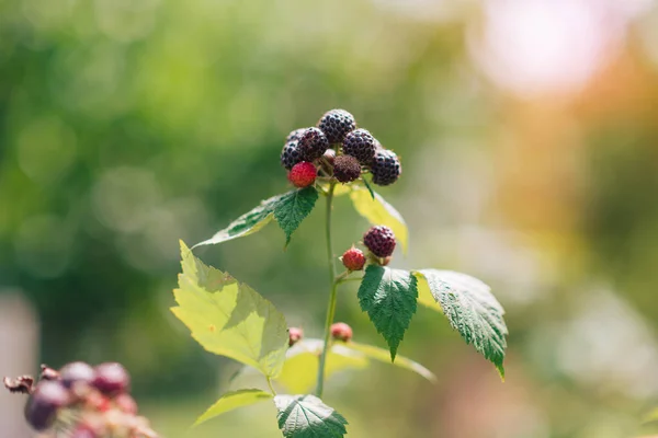 Branch Ripe Blackberries Garden Green Background Early Early Maturing Variety — ストック写真