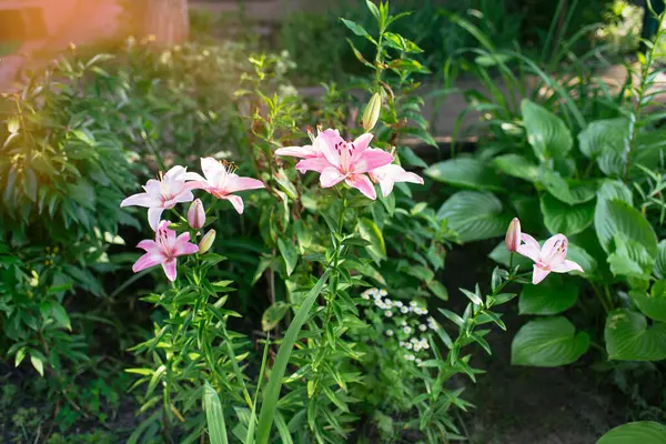 Belle Fleur Lys Sur Fond Feuilles Vertes Fond Floral Été — Photo