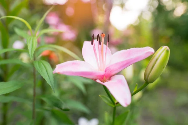 Schöne Lilienblüte Auf Einem Hintergrund Aus Grünen Blättern Sommer Floraler — Stockfoto