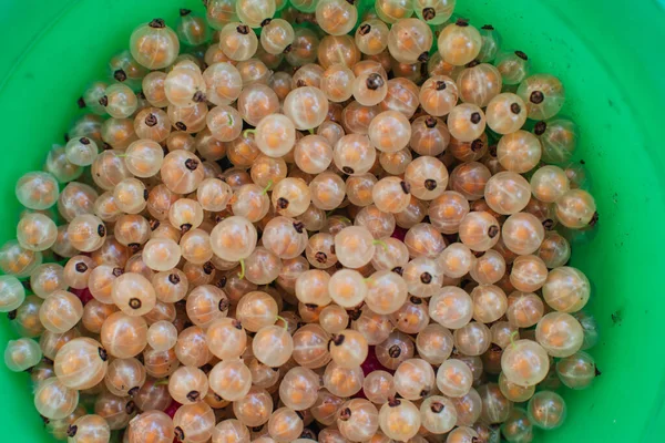 Hintergrund Weißer Johannisbeeren Ribes Rubrum Weiße Traube Frische Ganze Beeren — Stockfoto