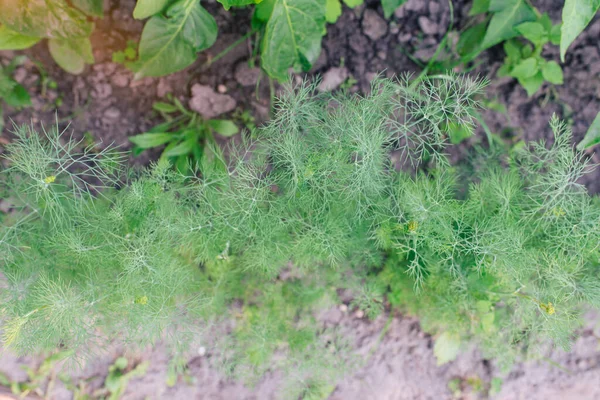 蔬菜床上生长着新鲜的丁香 一年生草本植物科蚜科种植新鲜的香草 园中的绿色植物 生态农业促进健康食品概念的产生 — 图库照片