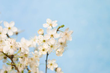Çiçek açan kiraz çiçekli makro dallar hafif açık mavi gökyüzü arka planına odaklanmış fotokopi uzayıyla birlikte güneş ışığında.