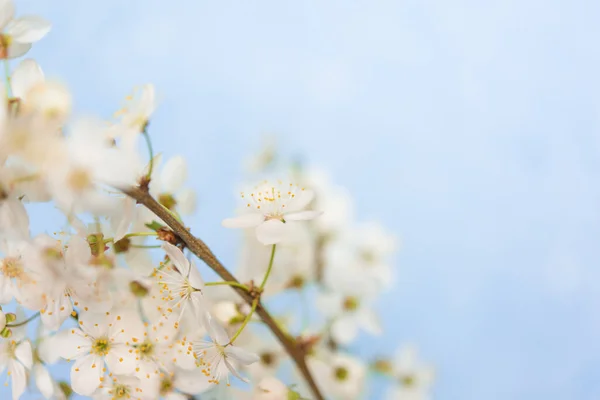 Větve Kvetoucího Třešňového Květu Makro Měkkým Zaměřením Jemné Světle Modré — Stock fotografie