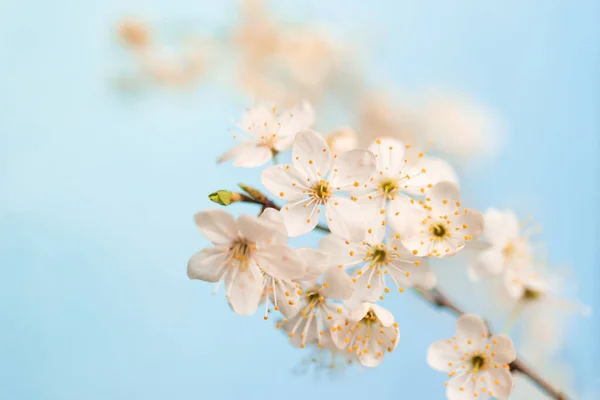 Takken Van Bloeiende Kersenbloesem Macro Met Zachte Focus Zacht Licht — Stockfoto