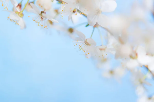 Takken Van Bloeiende Kersenbloesem Macro Met Zachte Focus Zacht Licht — Stockfoto