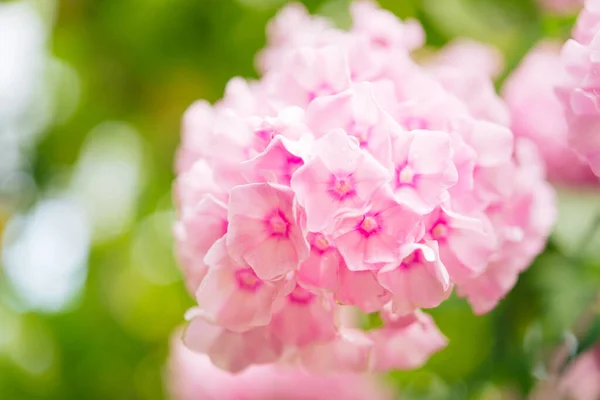 Garden phlox bright summer flowers. Blooming branches of phlox in the garden on a sunny day. — Photo