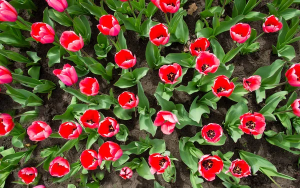 Rózsaszín tulipán virágzik a napsütés alatt a kertben. — Stock Fotó