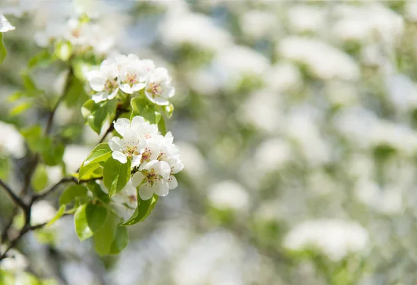 Belo jardim floral Blooming macieira fundo — Fotografia de Stock