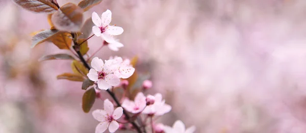 Pembe kiraz ağacı çiçekleri, sakura ağacı dallarının baharı.. — Stok fotoğraf