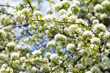 Güzel çiçek bahçesi Çiçek açan elma ağacı arka planı