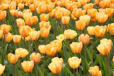 Sarı laleler bahçede güneş ışığı altında çiçek açar..