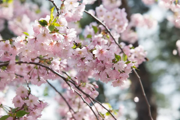 コピースペースのある太陽の下で穏やかな光の青空の背景に柔らかい焦点を当てた桜マクロの開花の枝 — ストック写真
