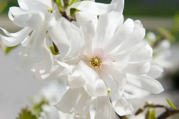 Όμορφες Ορχιδέες Λευκών Λουλουδιών Μανόλιες Καλοκαίρι Μαλακό Φόντο — Φωτογραφία Αρχείου