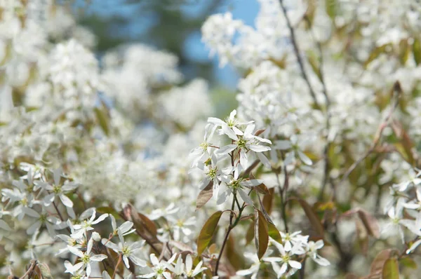 Flores Brancas Galhos Árvore Primavera — Fotografia de Stock