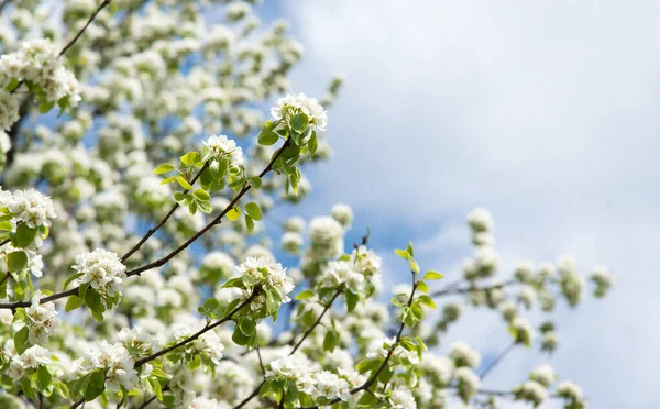 Beautiful Floral Garden Blooming Apple Tree Background — Fotografia de Stock