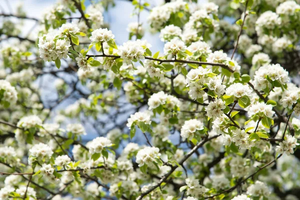 Belo Jardim Floral Blooming Macieira Fundo — Fotografia de Stock